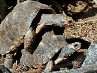 Turtle pair mating
