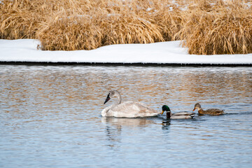 Winter landscape with a juvenile trumpeter swan and a pair of mallard ducks