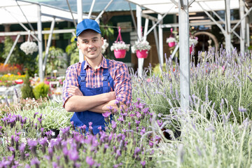 Male flower shop worker changes arrangement of pots with lavender and improves appearance of...