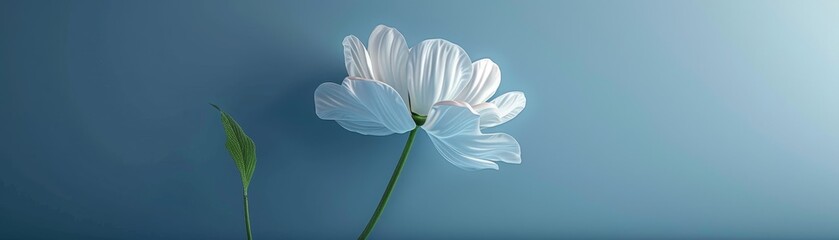 A minimalist representation of a beautiful flower