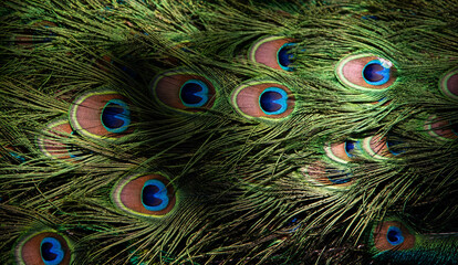 Peacock outside in sun Close Up