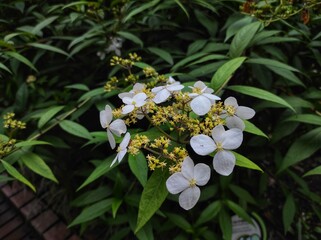 Chinese Hydrangea or Hydrangea chinensis blooming in the garden 