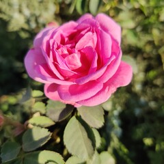 pink rose