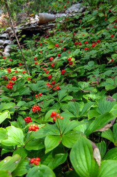 A wilderness field of bunchberry with bright red fruit 