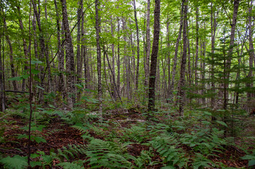 Wilderness boreal forest with bracken understory