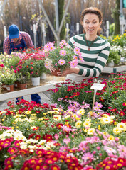 Woman customer-onlooker curiously examines showcase exhibition with outdoor plants multicolored garden chamomile. Owner of offline flower shop inspects showcase with goods new arrival