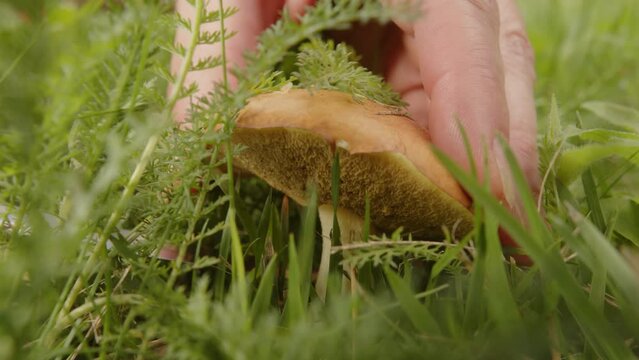 Mushroom picking. Hands of mushroomer cut boletus mushrooms with knife in forest glade in green grass close-up.