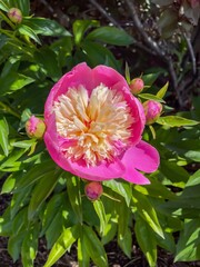 Close up of peony flower in bloom