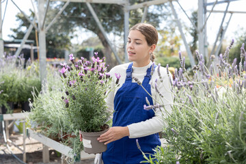 Young female flower shop worker changes arrangement of pots with lavender and improves appearance...