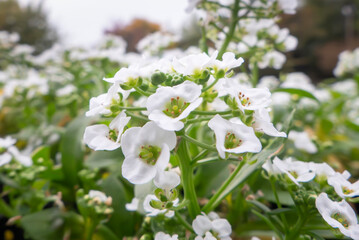 真っ白な花がたくさん咲くアリッサム