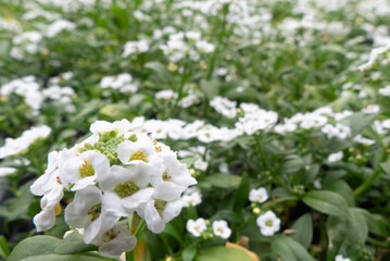 真っ白な花がたくさん咲くアリッサム