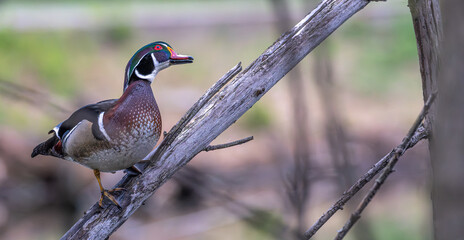 Closeup of male wood duck perched on a tree branch.