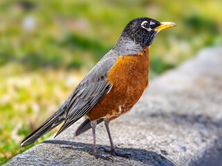 American Robin on a sidewalk curb against a blurred background. Though they are familiar town and city birds, American Robins are at home in wilder areas - 781679478