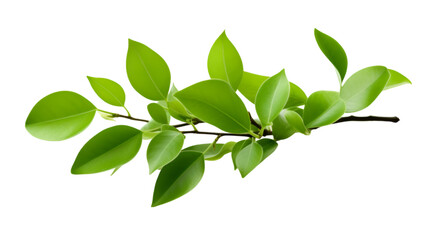 Naklejka premium Green Leaves Isolated on White Background