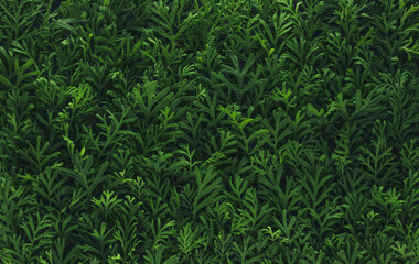Foliage background with fresh green plant leaves. Plant wall for environmentally friendly or Earth day background. - 781684430