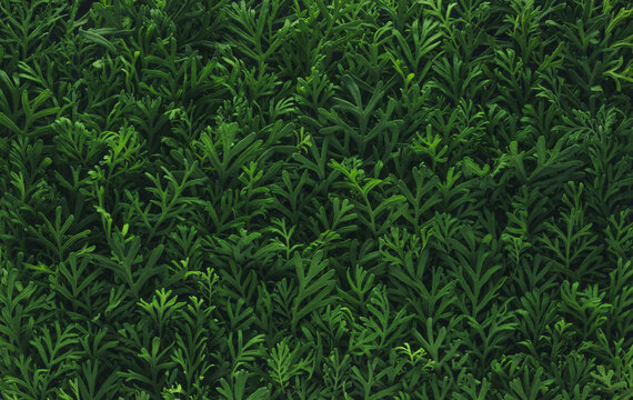 Foliage background with fresh green plant leaves. Plant wall for environmentally friendly or Earth day background.