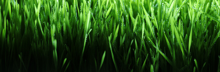 Fresh spring grass covered with morning dew drops. Vibrant green meadow with shiny water droplets. Showing tranquility of spring, environmentally conscious, or Earth day nature backgrounds.