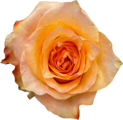 peach rose isolated png