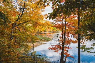 An idyllic scene at St. Bruno's lake, with trees draped in golden autumn leaves leaning over the...