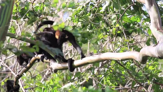 Howler monkey walking and eating leaves on a tree with very strong winds blowing.