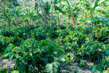 general view of a coffee and banana plantation