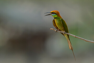 Green bee eater sitting on branch tree.Little bird flying on green background.Nature wildlife image on the outdoor park.