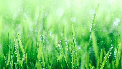 Fresh spring grass covered with morning dew drops. Vibrant colors with shallow dof and shiny water droplets. Showing tranquility of spring, environmentally conscious, or Earth day nature backgrounds. - 781686293