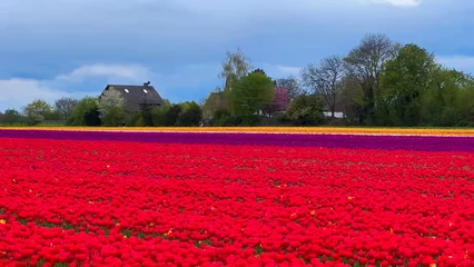 Selbstklebende Fototapeten Tulpen Colorful blooming tulip fields on a cloudy day in the Netherlands  © frolova_elena