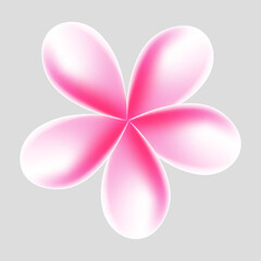 Vector plumeria tropical flower illustration on white background