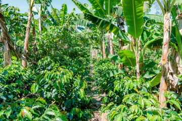 general view of a coffee and banana plantation