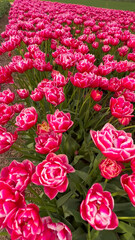 Colorful blooming tulip fields on a cloudy day in the Netherlands