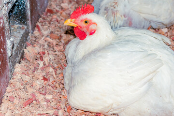 closeup of white farm chicken with space for text