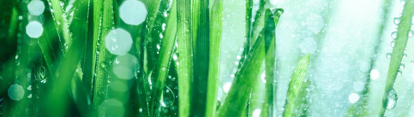 Fresh spring grass covered with morning dew drops. Vibrant colors with shallow dof and shiny water droplets. Showing tranquility of spring, environmentally conscious, or Earth day nature backgrounds. - 781688450