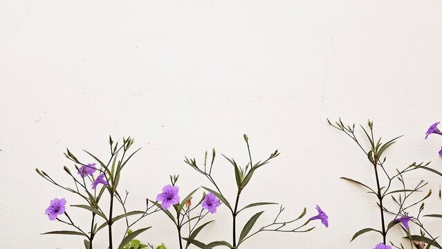 natural flower on white wall with space on top, purple flower, white background, 