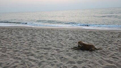 dog  on the beach, domestic dog, beach, Thailand beach, beachfront, dog chilling on the beach, 