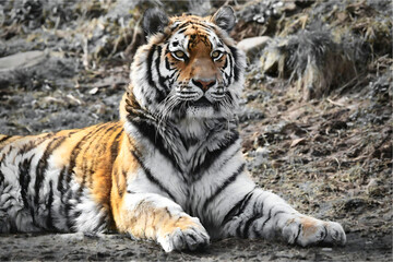 tiger staring ahead