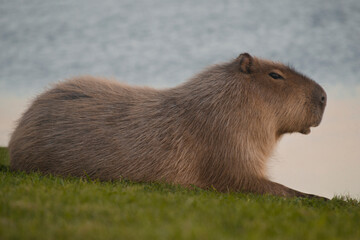 Capibara 