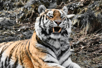 Tiger showing teeth