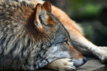 sleepy wolf 