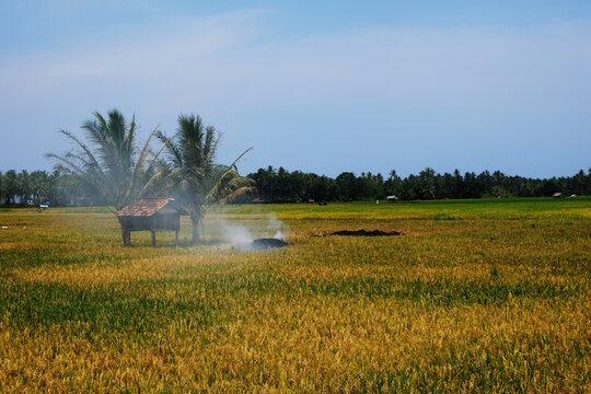 rice fields turn yellow