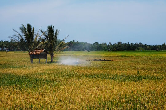 farmer's hut in a field of yellow rice