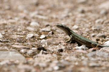 A green lizard resting under the sun. Spring time in Greece.