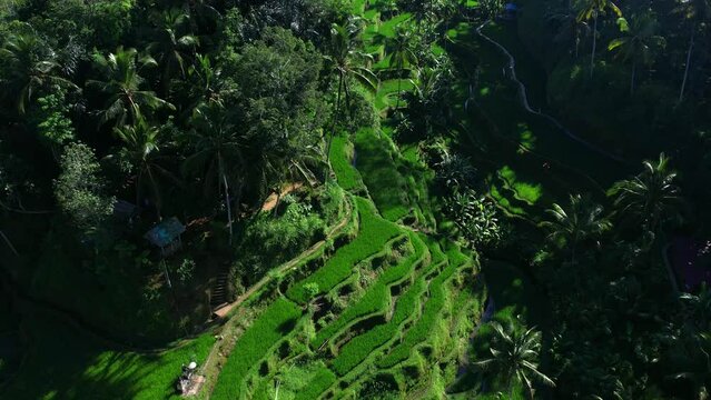 Beautiful rice terraces on the island of Bali in Indonesia. Top view, aerial video filming.