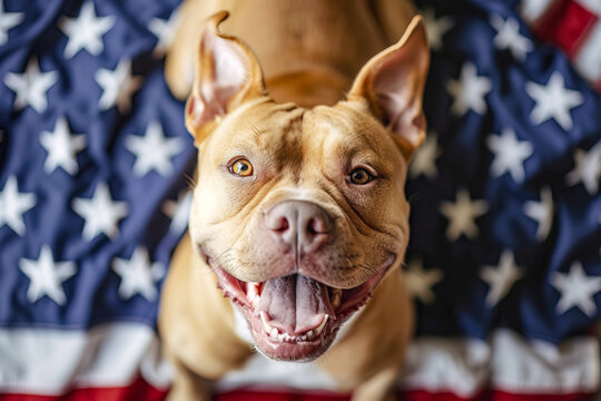 Top view image of adorable American bully dog smiling at camera lying down over American flag