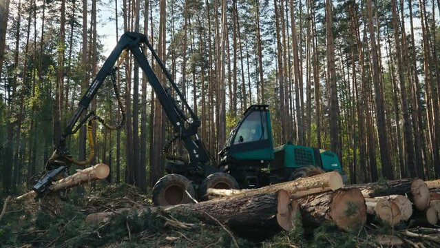 Forestry industry machinery felling multiple trees in the woods. Forestry industry machinery harvesting the wood. Forestry industry machinery piling up multiple timber logs on the ground