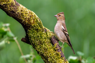 Buchfink | Weibchen | Vogel