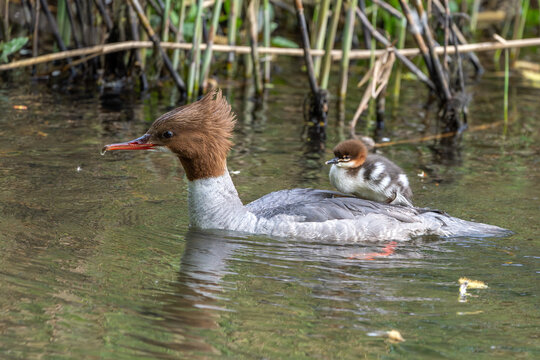 Großer Entenvogel In Europa Und Asien Entenvogel Images – Browse 4,604 Stock Photos, Vectors, and Video