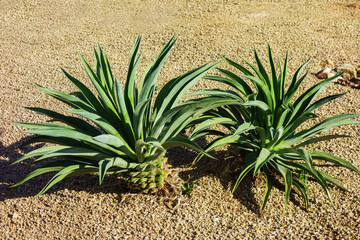 Agave succulent plants in desert style xeriscaping next to a grassy green lawn along city streets of American Southwest