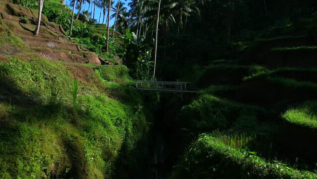 Beautiful rice terraces on the island of Bali in Indonesia. Top view, aerial video filming.