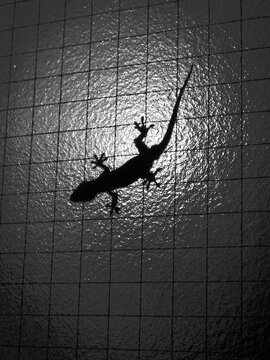 ヤモリ　Gekko